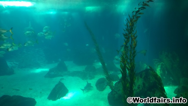 aquarium_09.jpg